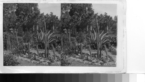 In the Beautiful Cactus Garden of East Lake Park, Los Angeles, California