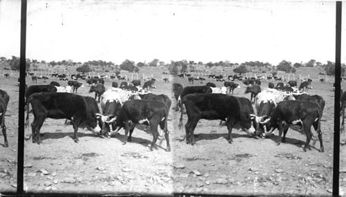 Before the spring roundup. A bunch of cattle waiting in outer corral, Pitts Ranch, Ash Fork, Arizona