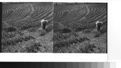 Puerto Rico - Corozal: A Field of young pineapple plants being carefully cultivated. Contour formation is used on the plantations in this mountainous region of central Puerto Rico. Sawders 1949