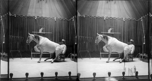 A Pony Performing, Hagenbeck's Trained Animals, St. Louis Exposition, St. Louis, Mo