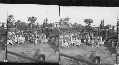 Llamas in Zoo, Buenos Aires