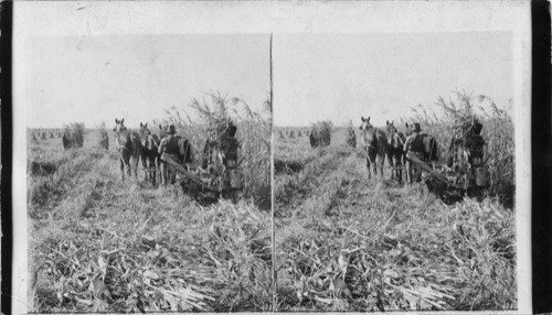 Harvesting Corn, Iowa