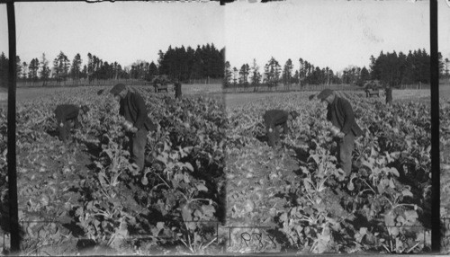 Harvesting Turnips for Feed. Experimental Farm. P.E.I. Can