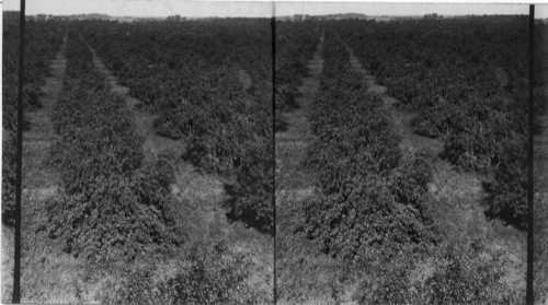 Looking down to 60 acres of apple acres of apple orchard in N.J