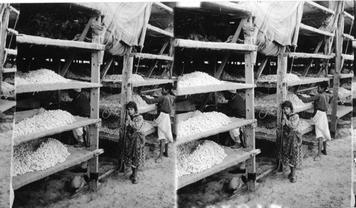 The drying installation for silk Cocoons. Antioch. Syria