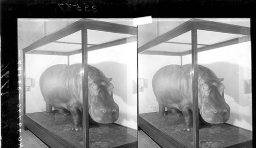 Hippopotamus, Field Museum of Natural History, Chicago