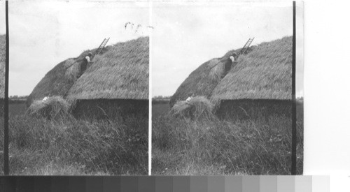 Thatching haystack near Banbury, England