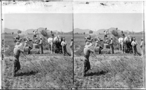 Baling alfalfa hay, Salt River Valley near Phoenix. Arizona