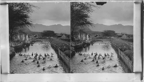 A Typical Duck Ranch, Hawaii