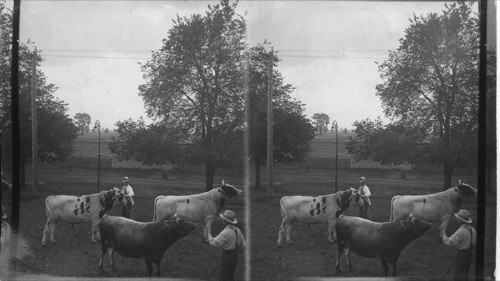 Dairy Herd Sires, Agricultural College. Guelph, Ont