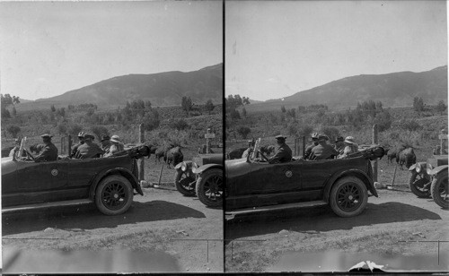 President and Mrs. Harding, Supt. Albright, H.W. Childs watching buffalos, Yellowstone Park