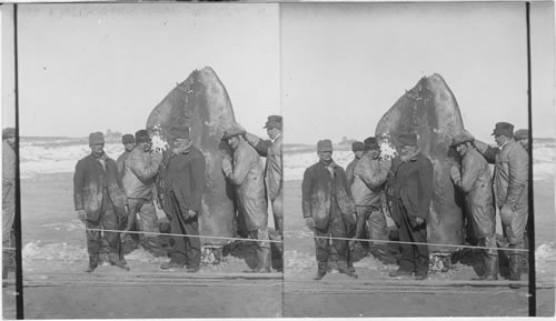 A portion of a whale. Long Island Beach. New York