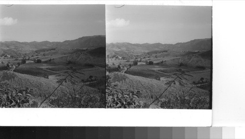 Near Aibonito: Mountain farmland in the east central part of the island between Aibonito and Cayey. Contour farming is the rule in the mountainous regions of Puerto Rico in order that soil erosion may be prevented