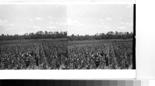 Tobacco harvest under way on a plantation field in Florence County in the east central part of So. Car. Lake City So. Car., 1952