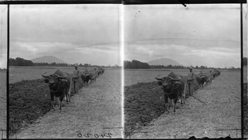 A Characteristic Plowing Scene. Interior Of Luzon. P.I