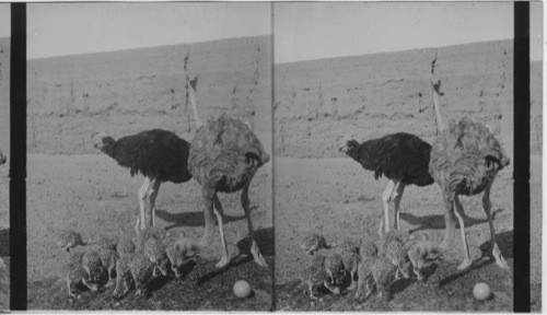 A family of ostriches in Matariyeh. Egypt