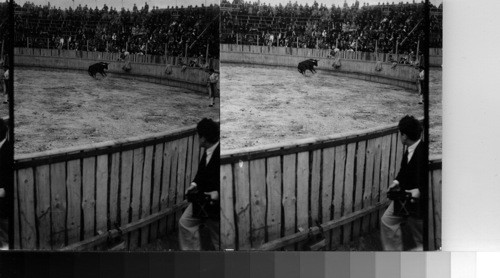 Bull Fight, Madeira