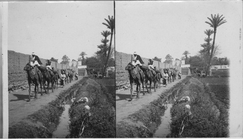 A Small Caravan passing along an irrigating ditch, Egypt