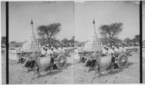 Riding in a bullock-cart to attend a religious festival-on the road to Mandalay, Burma
