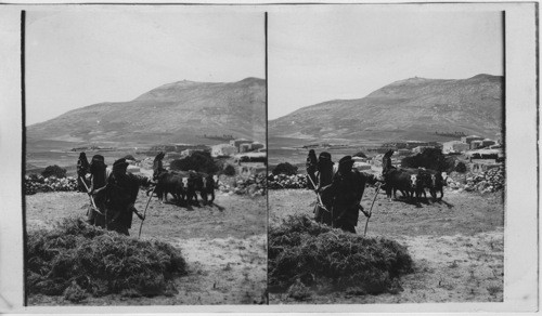 Mt. Gerizin from Village of Sychor looking South Showing Primitive Threshing. Palestine