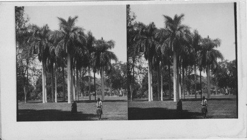 The Beautiful Palms in the Ezbekiyeh Garden, Cairo, Egypt