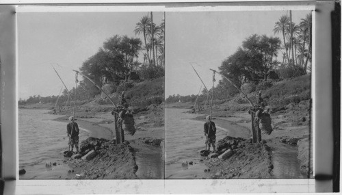 The shadoof. Crudest method of lifting water from the Nile