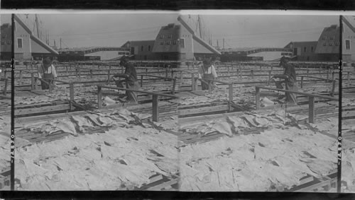 Preparing Codfish for the market spreading it out to dry. Gloucester, Mass