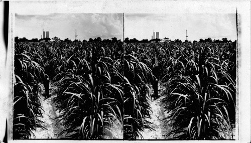 New U.S. tour Subjects. A Sugar-Cane Field, Sugar Refinery in Distance. Louisiana