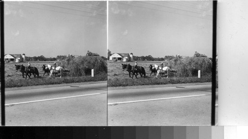 Amish Boys, Helping with the haying near Lancaster, Pa