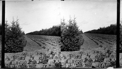 Young Seedling Trees of the Stone Variety. Saskatoon (?) Canada