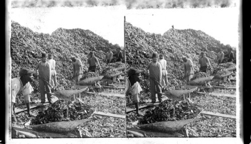 Piles of oyster shells, a material being used as a fertilizer often it had been burned and powered [powdered]. Southern Countries
