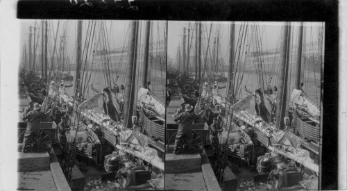 Unloading Halibut, Boston, Mass