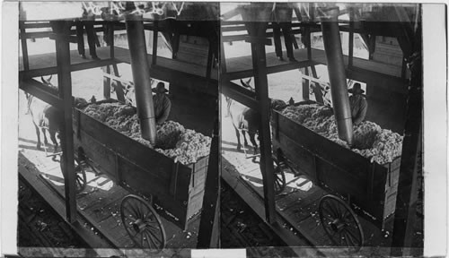 Wagon loads of cotton just brought from the fields are being emptied by a suction pipe, which conveys cotton to the ginnery. Georgia