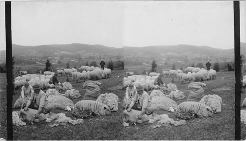 Shearing sheep on an Eastern sheep farm, Michigan