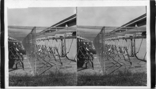 New Jersey. A pigeon farm in New Jersey