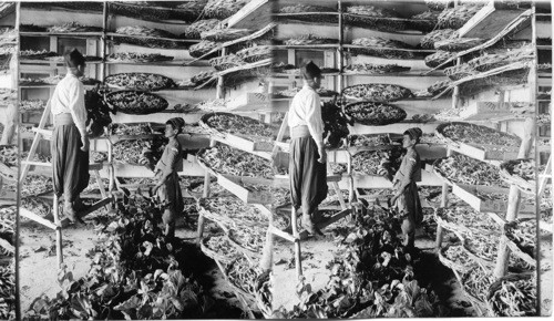 Feeding silk worms their breakfast of mulberry leaves, Mt. Lebanon. Syria