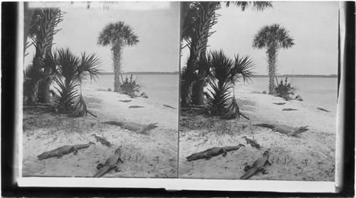 Some Lively Alligators, Lake Worth, Fla., U.S.A