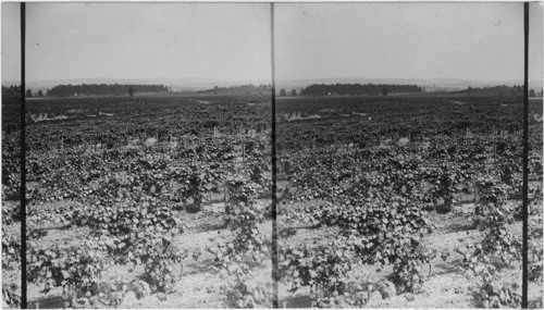 General view of vineyards, near Fredonia, N.Y. (at Mr. Spoden's farm)