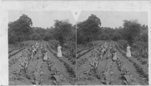 Fresh children in the garden, Spring Valley, New York