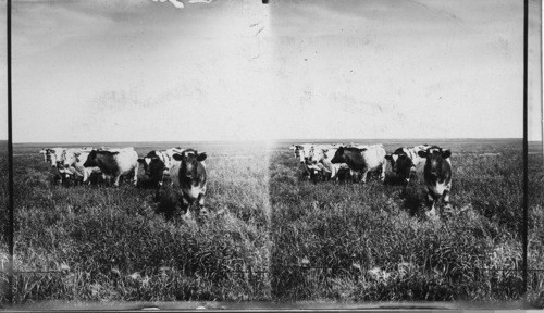 A prize herd of short horn steers on the Wilson Bros. farm. Canada. Sask