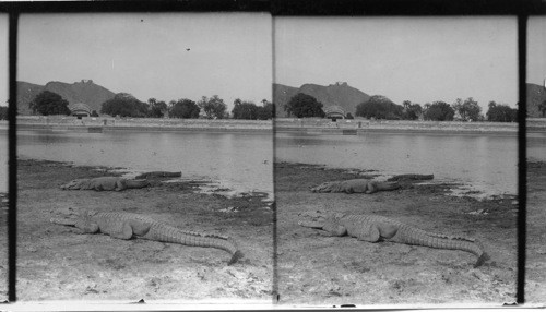 Crocodiles on the River Bank. India