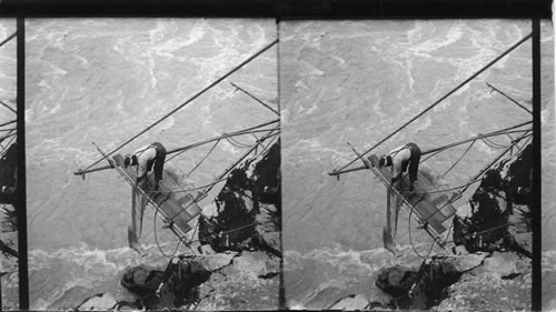 Siwash Indian Fishing for Salmon Hauling UP a 30-Pound Fish. Fraser River. B.C. Can
