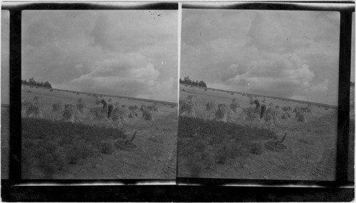 Wheat Field Near Fairbanks, Alaska