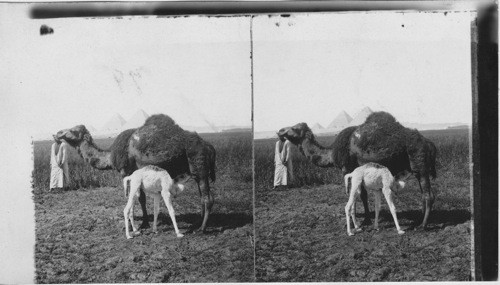 A baby of the Desert. Egypt