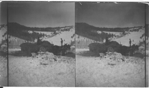 Pitching out a load of hay in the corral for elk (?) to feed upon. Yellowstone National Park. (Note the high corral fence)