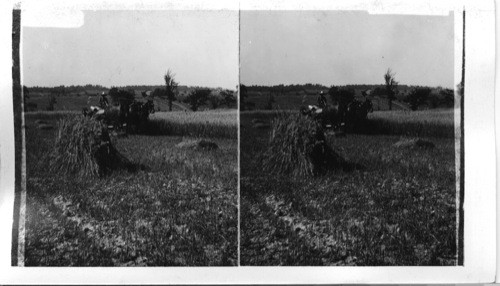 Harvester Cutting and Binding Oats Ontario. Canada