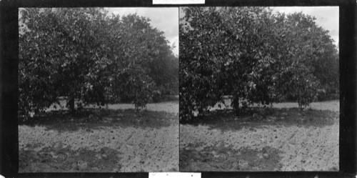 Grapefruit in the Rio Grande Valley near Halinger on the farm of Mr. Roach