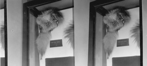 Wolf Skin Turban - Field Museum, Chicago, Ill