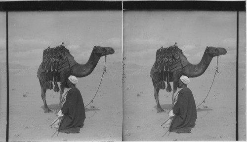 A Camel and its driver, Egypt