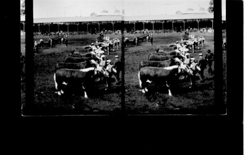 The Hereford in their majestic splendor. Great Stock Show, Louisiana Purchase Exposition, St. Louis, Mo